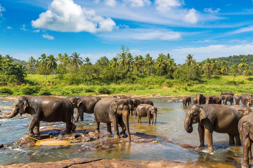 Pinnawala-Elephant-Orphanage