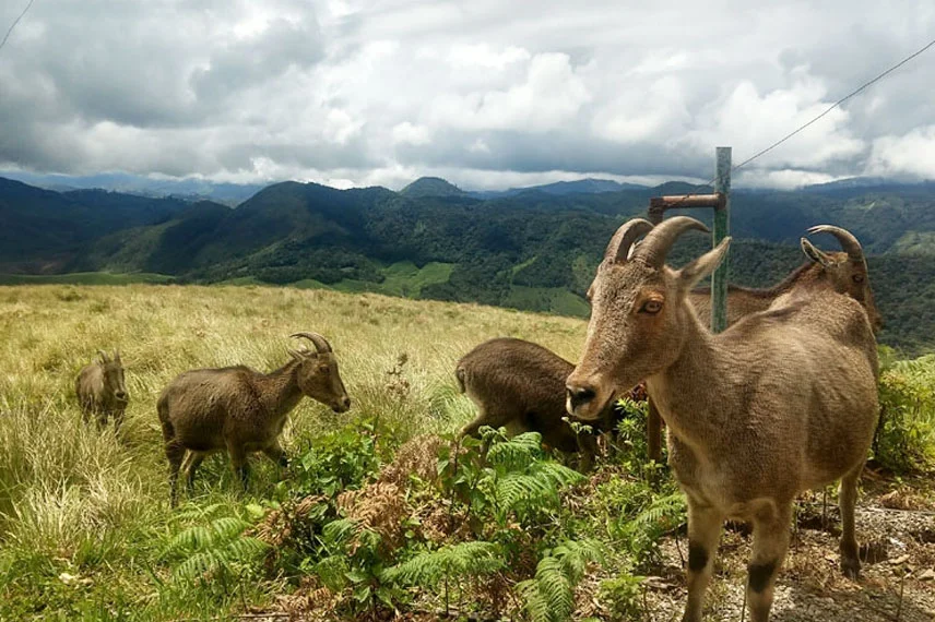 eravikulam-national-park-munnar