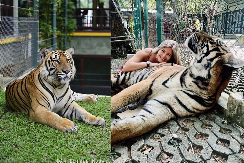 tiger-zoo-thailand